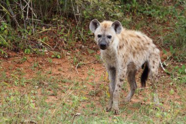 Tuepfelhaeyne / Benekli hyaena / Crocuta crocuta