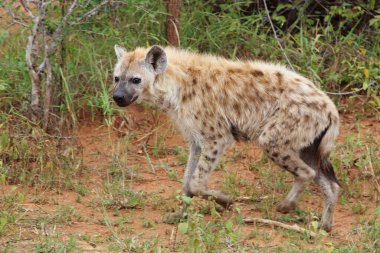 Tuepfelhaeyne / Benekli hyaena / Crocuta crocuta