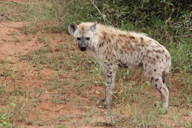 Tuepfelhaeyne / Benekli hyaena / Crocuta crocuta