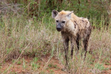 Tuepfelhaeyne / Benekli hyaena / Crocuta crocuta