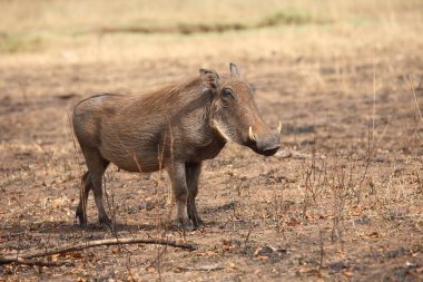 Warzenschwein / Warthog / Phacochoerus africanus