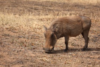 Warzenschwein / Warthog / Phacochoerus africanus