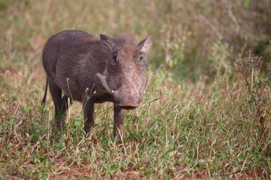 Warzenschwein / Warthog / Phacochoerus africanus