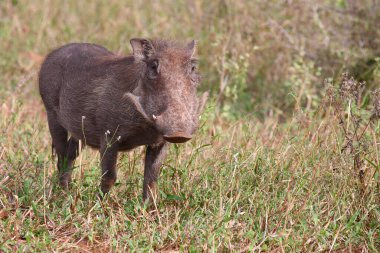 Warzenschwein / Warthog / Phacochoerus africanus