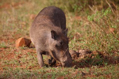 Warzenschwein / Warthog / Phacochoerus africanus