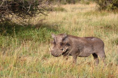 Warzenschwein / Warthog / Phacochoerus africanus