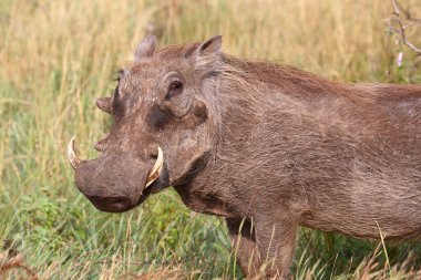 Warzenschwein / Warthog / Phacochoerus africanus
