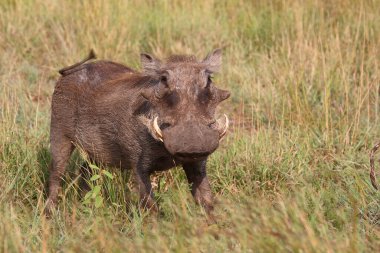 Warzenschwein / Warthog / Phacochoerus africanus