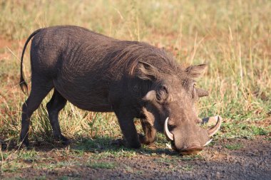 Warzenschwein / Warthog / Phacochoerus africanus