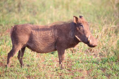 Warzenschwein / Warthog / Phacochoerus africanus