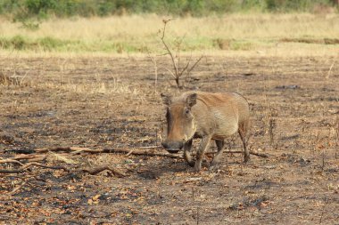 Warzenschwein / Warthog / Phacochoerus africanus