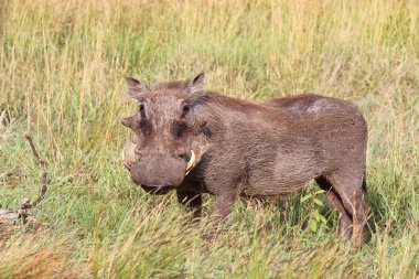 Warzenschwein / Warthog / Phacochoerus africanus