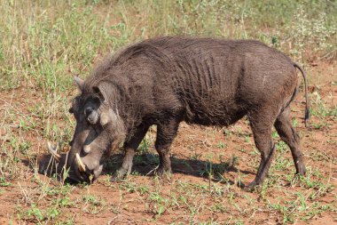Warzenschwein / Warthog / Phacochoerus africanus