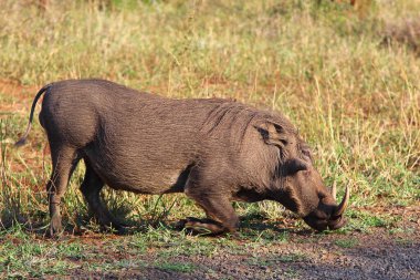 Warzenschwein / Warthog / Phacochoerus africanus