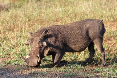 Warzenschwein / Warthog / Phacochoerus africanus