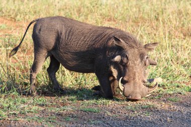 Warzenschwein / Warthog / Phacochoerus africanus