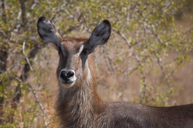 Wasserbock / Waterbuck / Kobus ellipsiprymnus