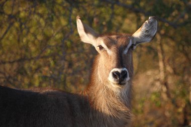 Wasserbock / Waterbuck / Kobus ellipsiprymnus