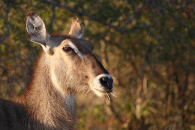 Wasserbock / Waterbuck / Kobus ellipsiprymnus