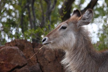 Wasserbock / Waterbuck / Kobus ellipsiprymnus