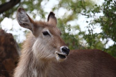 Wasserbock / Waterbuck / Kobus ellipsiprymnus