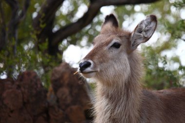 Wasserbock / Waterbuck / Kobus ellipsiprymnus