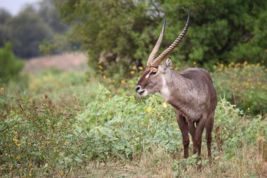 Wasserbock / Waterbuck / Kobus ellipsiprymnus