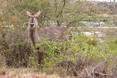 Wasserbock / Waterbuck / Kobus ellipsiprymnus