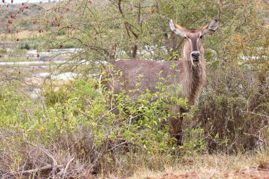 Wasserbock / Waterbuck / Kobus ellipsiprymnus