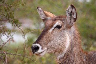 Wasserbock / Waterbuck / Kobus ellipsiprymnus
