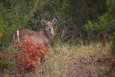 Wasserbock / Waterbuck / Kobus ellipsiprymnus