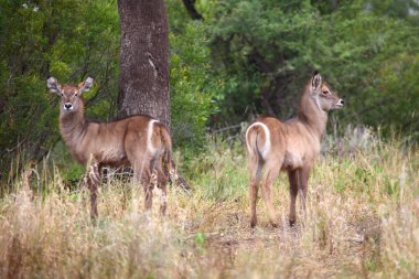 Wasserbock / Waterbuck / Kobus ellipsiprymnus