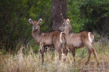 Wasserbock / Waterbuck / Kobus ellipsiprymnus