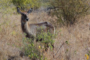 Wasserbock / Waterbuck / Kobus ellipsiprymnus