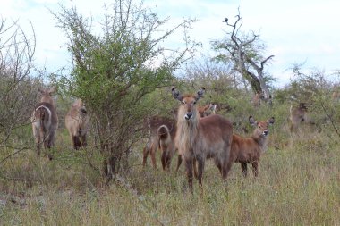 Wasserbock / Waterbuck / Kobus ellipsiprymnus