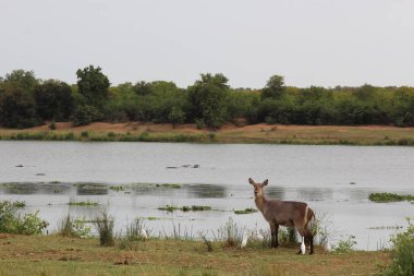 Wasserbock am Letaba Nehri / Waterbuck at Letaba Nehri / Kobus ellipsiprymnus