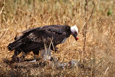 Wollkopfgeier / Beyaz Kafalı Akbaba / Trigonoceps oksiptalis