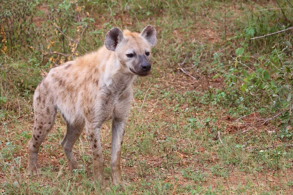 Tuepfelhyaene Spotted Hyaena Crocuta Crocuta — 스톡 사진