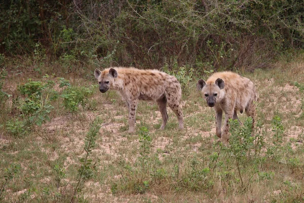 Tuepfelhaeyne Spotted Hyaena Crocuta Crocuta — 스톡 사진