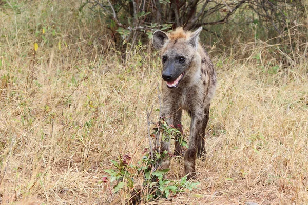 Tuepfelhaeyne Spotted Hyaena Crocuta Crocuta — 스톡 사진