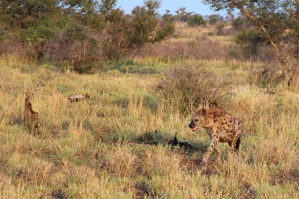 Tuepfelhaeyne Gevlekte Hyena Crocuta Crocuta — Stockfoto