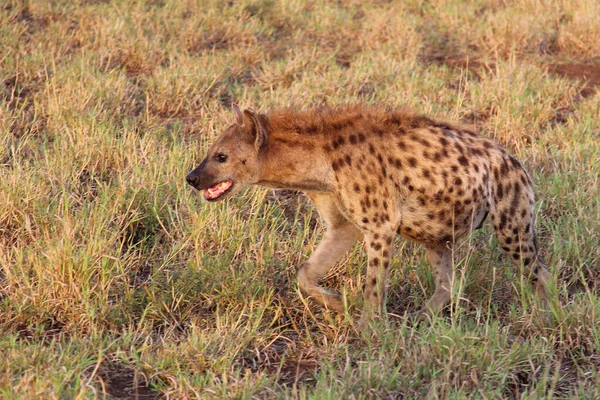 Tuepfelhaeyne Spotted Hyaena Crocuta クロツタ — ストック写真