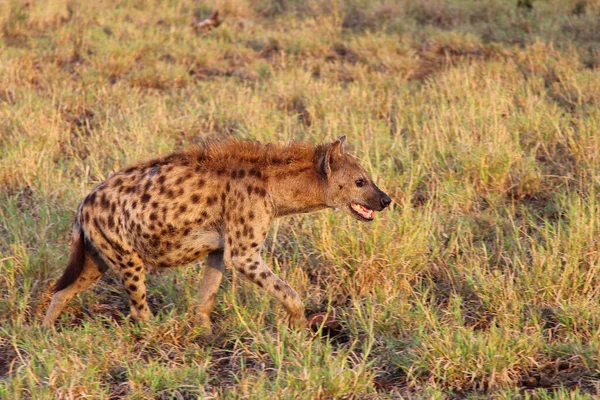 Tuepfelhaeyne Gevlekte Hyena Crocuta Crocuta — Stockfoto
