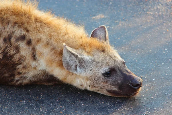 Tuepfelhaeyne Spotted Hyaena Crocuta Crocuta — Stock fotografie