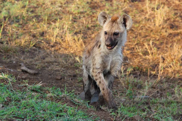 Tuepfelhaeyne Spotted Hyaena Crocuta Crocuta — стокове фото