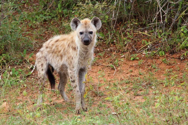 Tuepfelhaeyne Spotted Hyaena Crocuta Crocuta — 스톡 사진