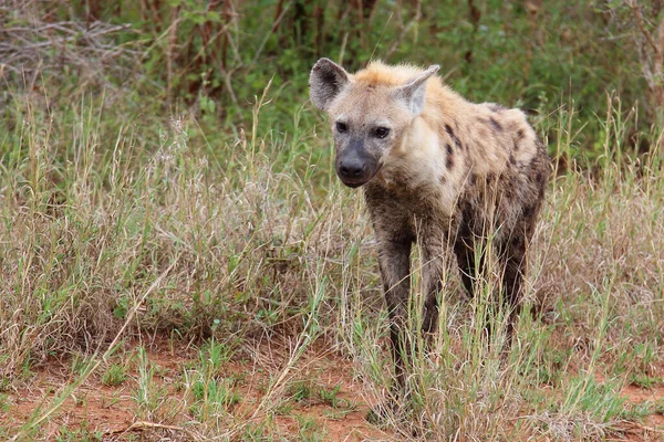 Tuepfelhaeyne Spotted Hyaena Crocuta Crocuta — 스톡 사진