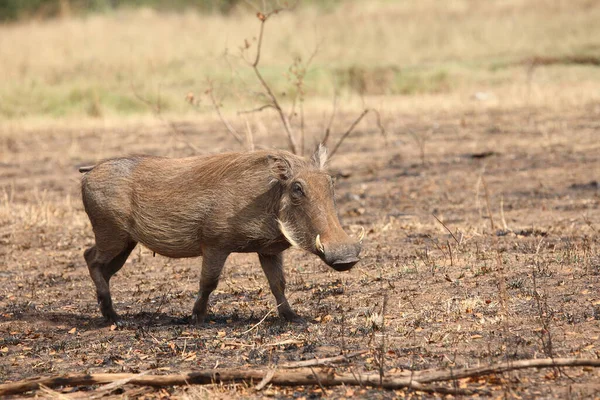 Warzenschwein Warthog Phacochoerus Africanus — Stockfoto