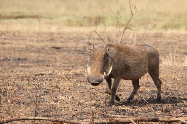 Warzenschwein Warthog Phacochoerus Africanus — Zdjęcie stockowe