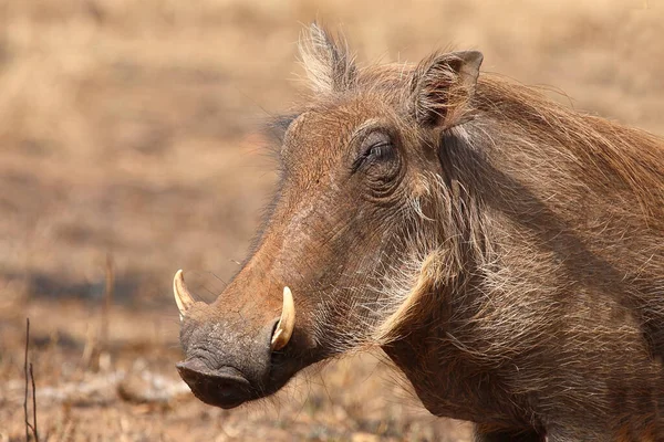 Warzenschwein Warthog Phacochoerus Africanus — 스톡 사진